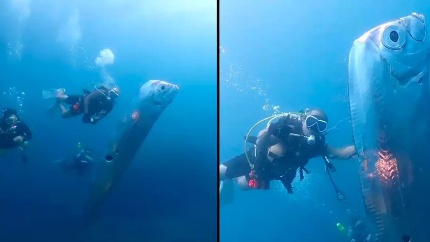 People warned about 'Doomsday Fish' theory after divers find 6-foot creature riddled with holes