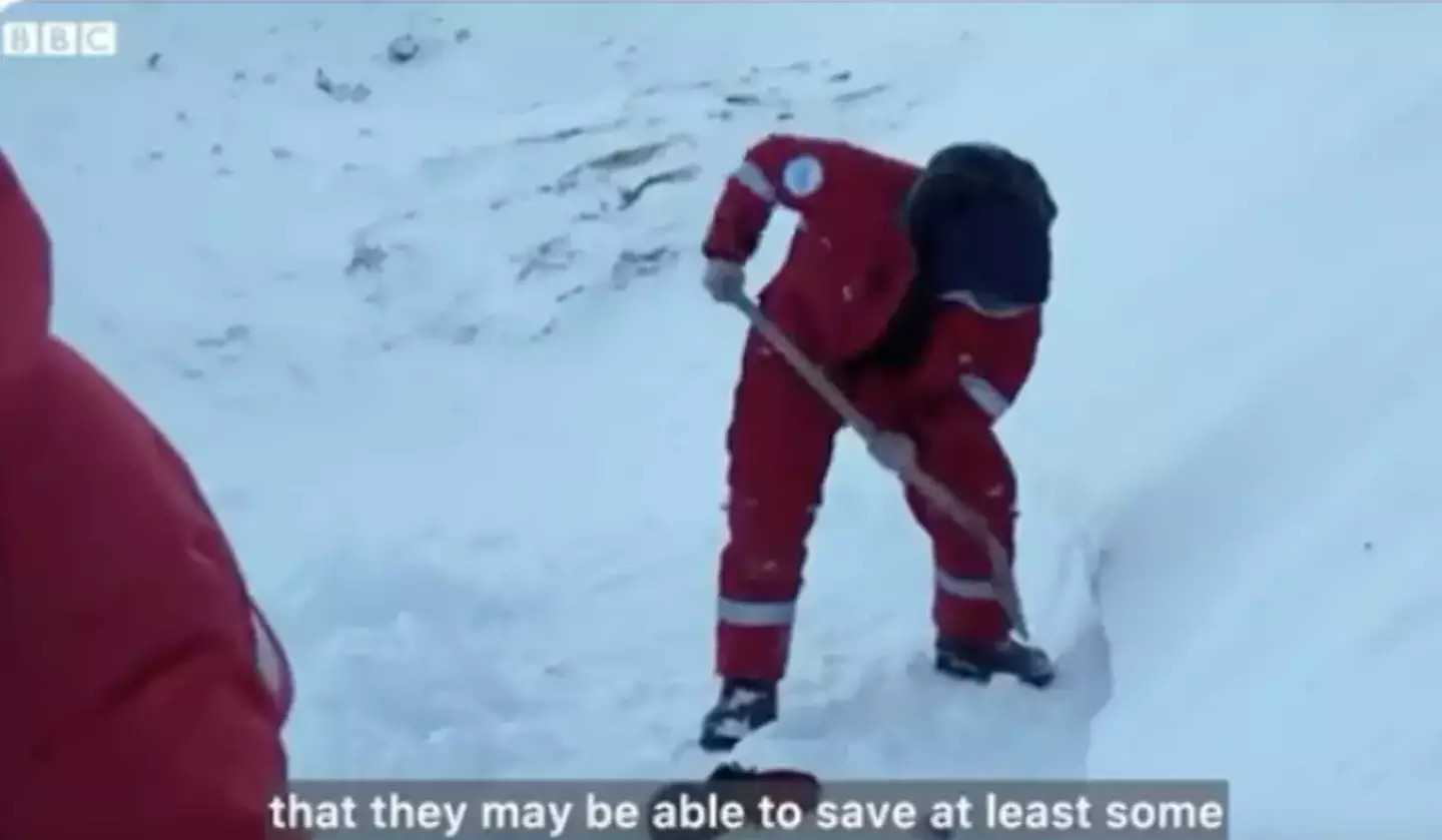 They decided to act against the 'no interference' rule and give the trapped penguins a helping hand.