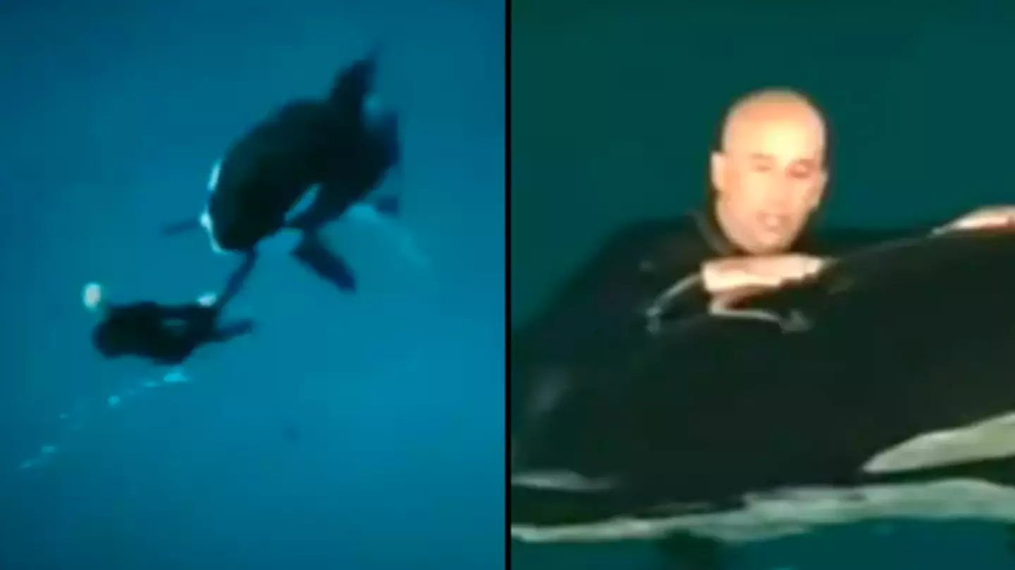 SeaWorld trainer survives killer whale attack in extraordinary footage