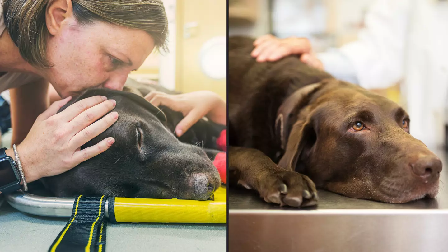 Pet expert reveals heartbreaking final signs your dog is close to death
