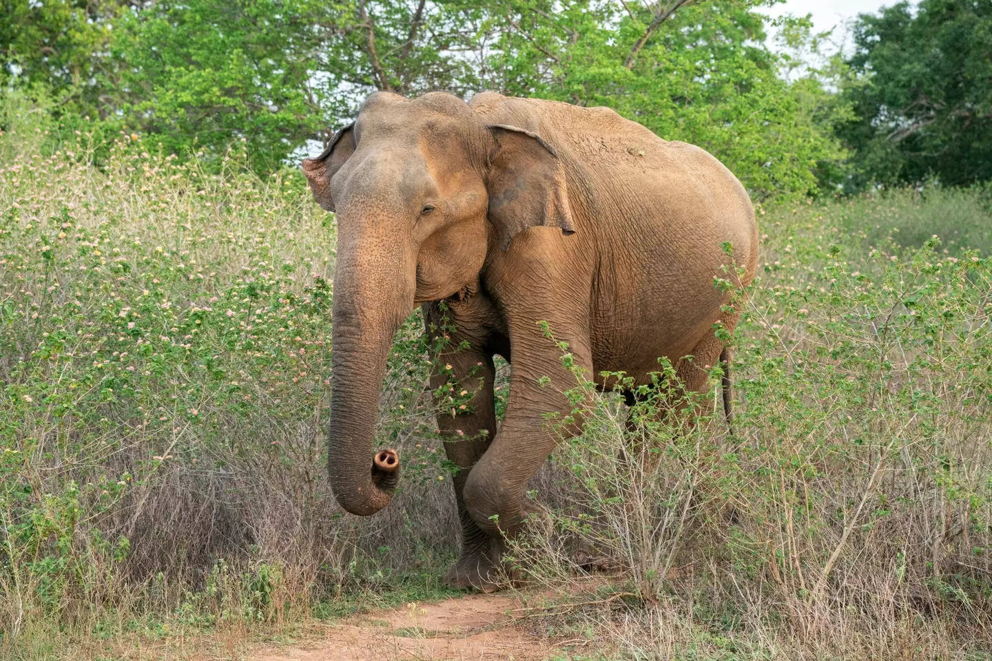 The Asian elephant is the mammoth's closest living relative.