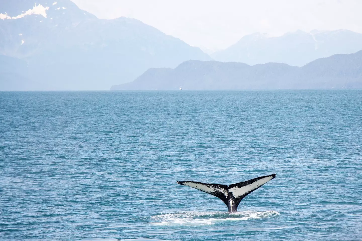 The professor explained whales can pop their penises above water.