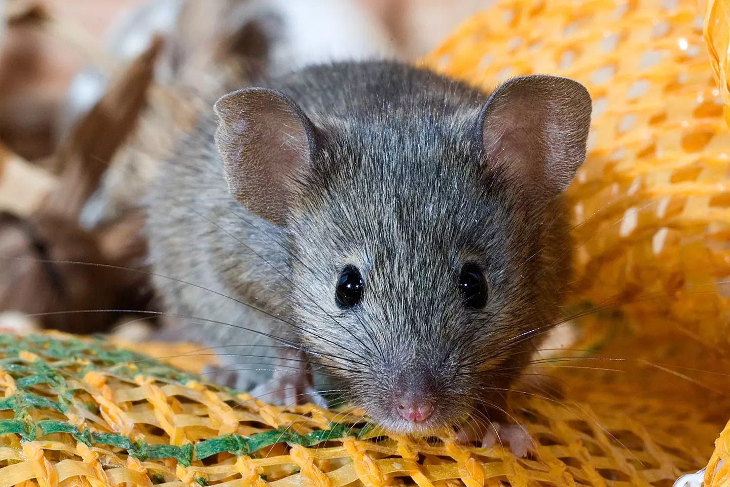 Rodents can spread diseases.