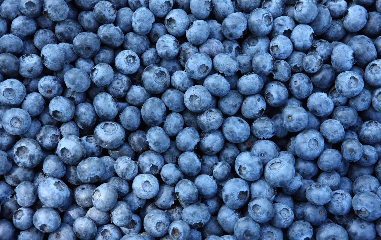 Blueberry lovers can't believe the news.