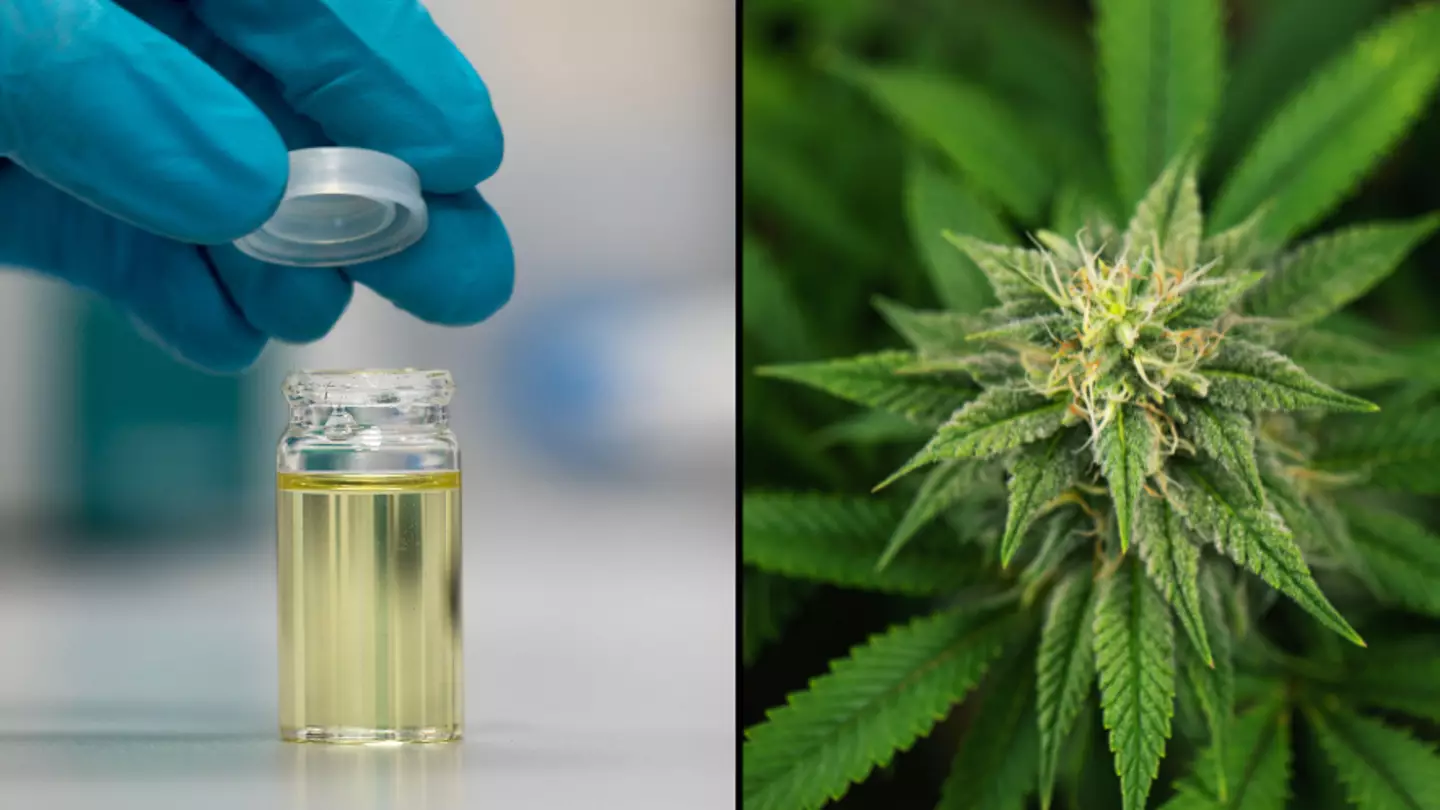 5,000 Brits To Take Part In UK Cannabis Trial