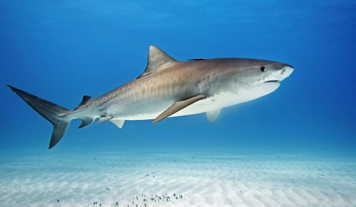 One expert believes a tiger shark is responsible.