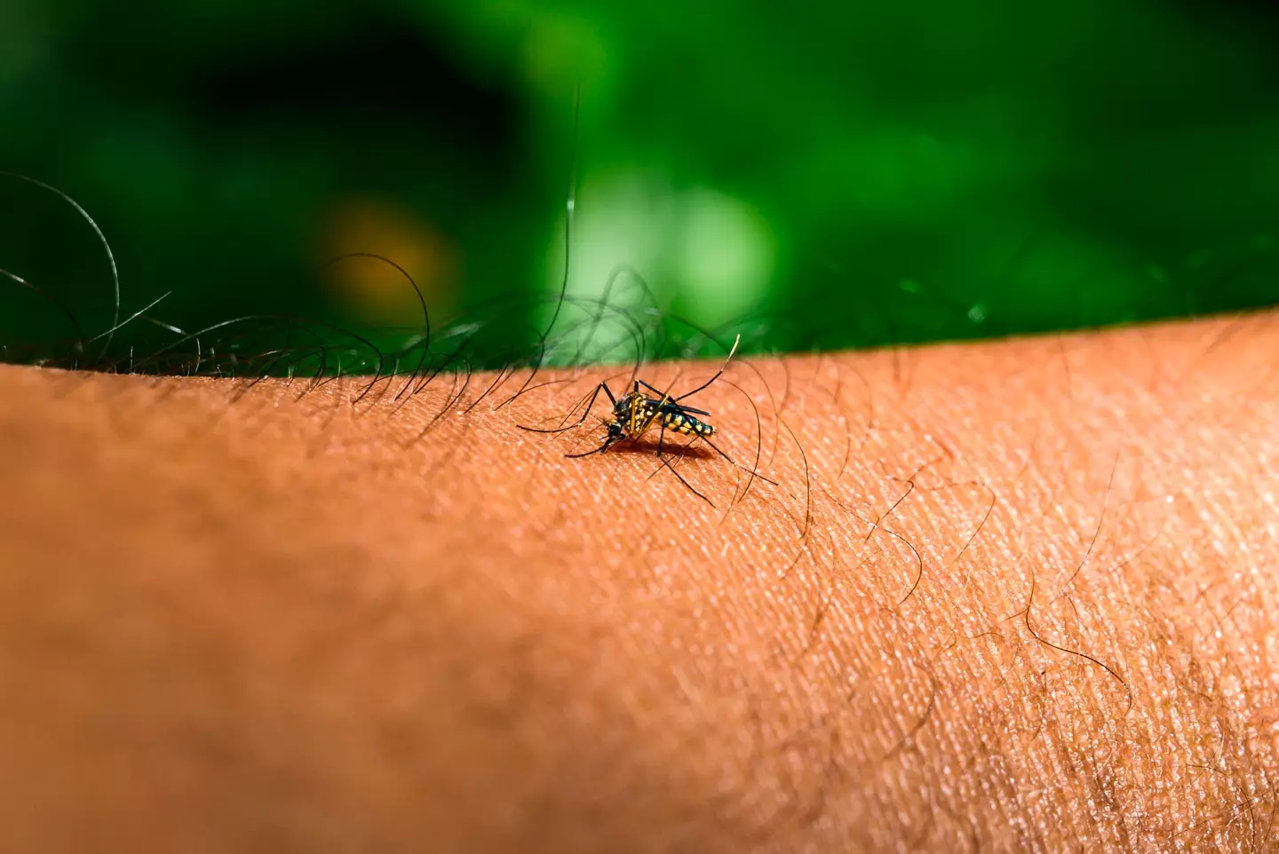 Aedes mosquitoes spread the virus, and they can get it from infected people to spread around even further (Soumyabrata Roy/NurPhoto via Getty Images)