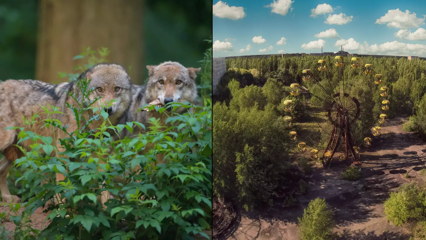 Mutant wolves from Chernobyl exclusion zone have developed anti-cancer abilities