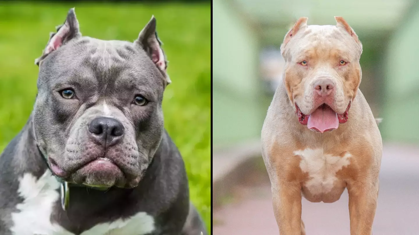 XL Bully to be destroyed after dog attacked owner as he was having sex