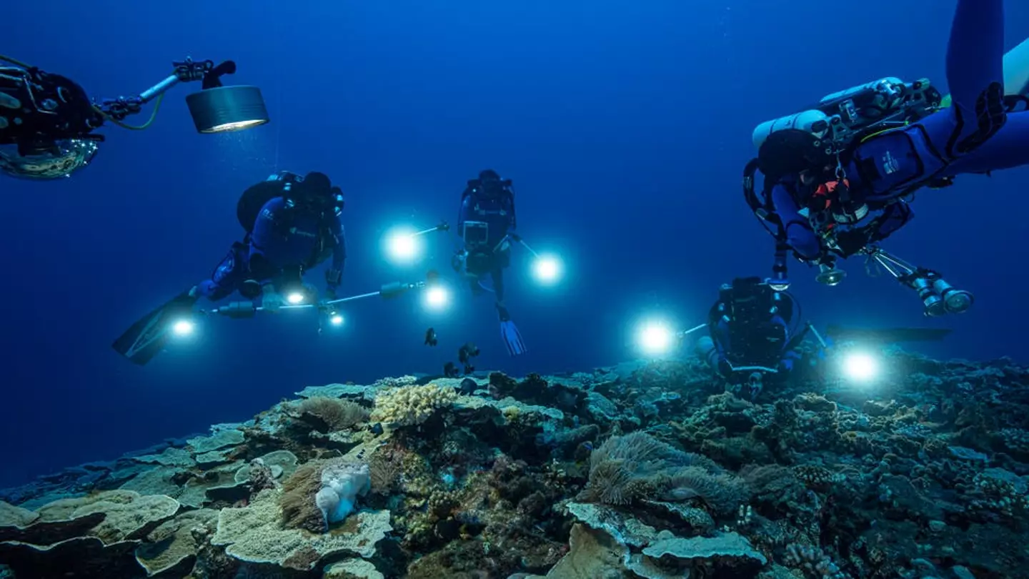 Scientists Have Discovered A Coral Reef Shaped Like Roses Near Tahiti