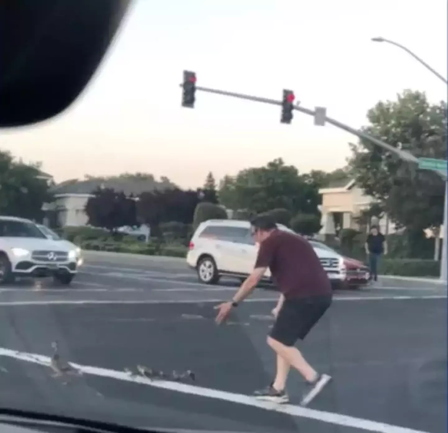 Casey Rivara was seen helping a family of ducks across the busy road.