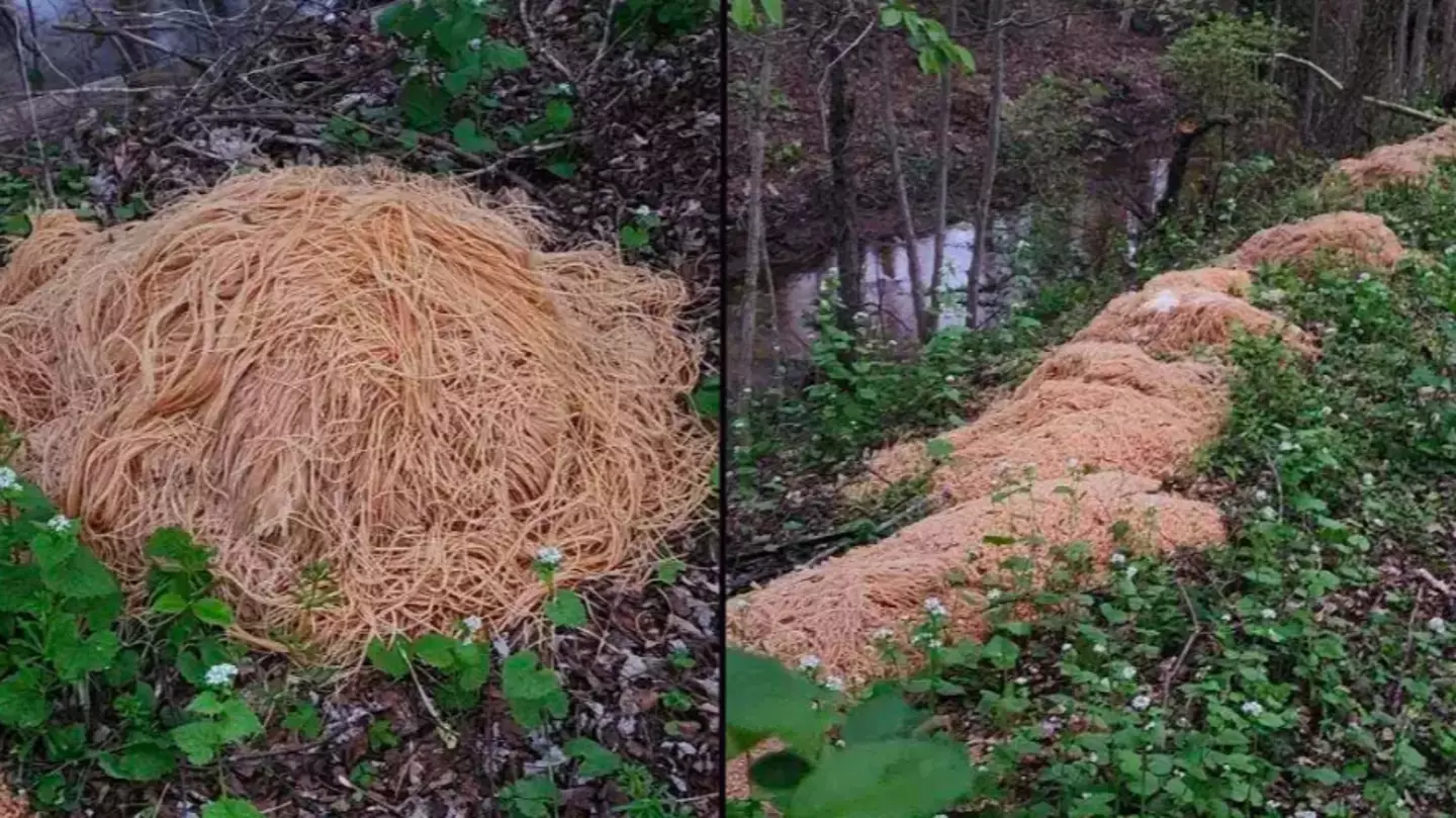 Mystery of 500lbs of cooked pasta dumped in woods has been solved
