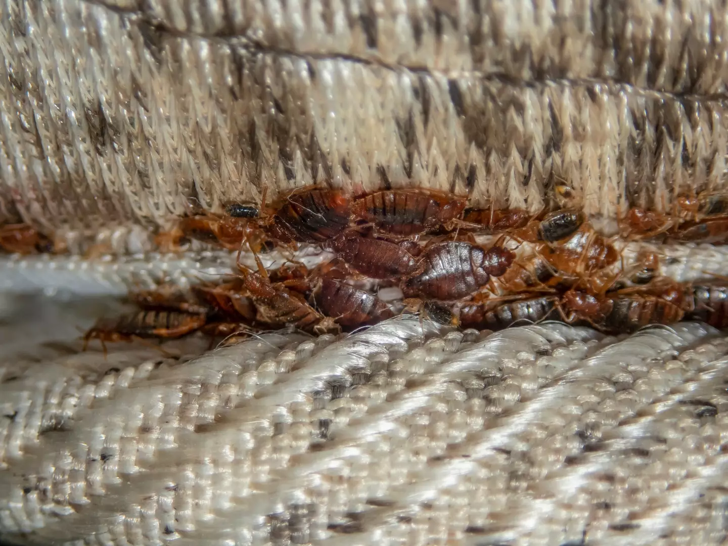 Bedbugs can be hard to spot and even harder to treat.