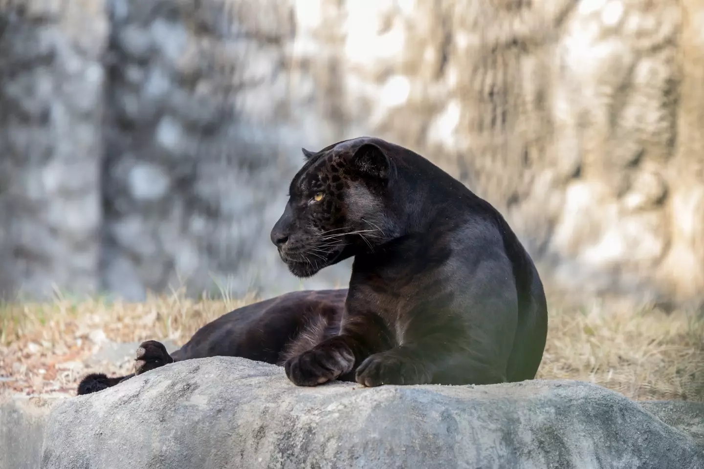 Of course, big cats like black panthers aren't native to the UK.