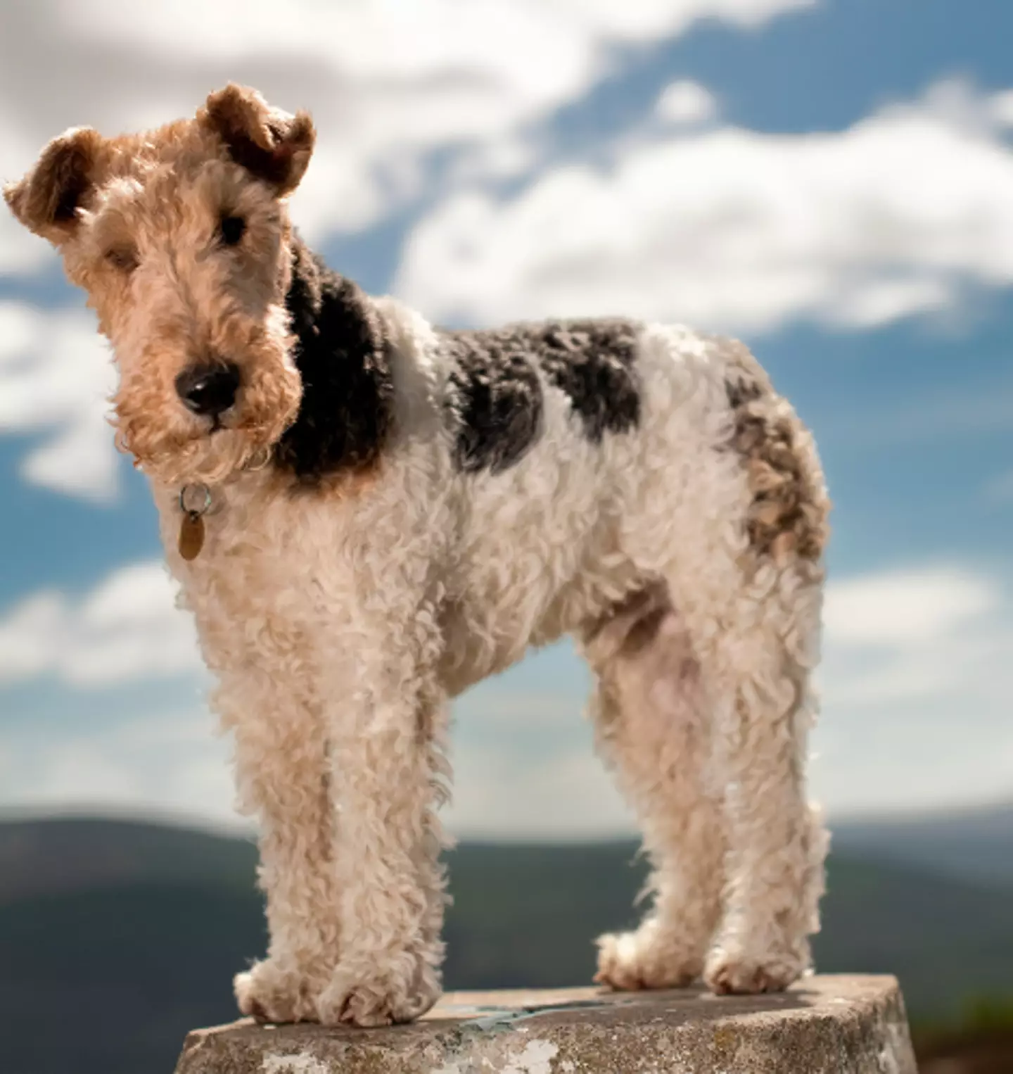 Wire Fox Terrier.