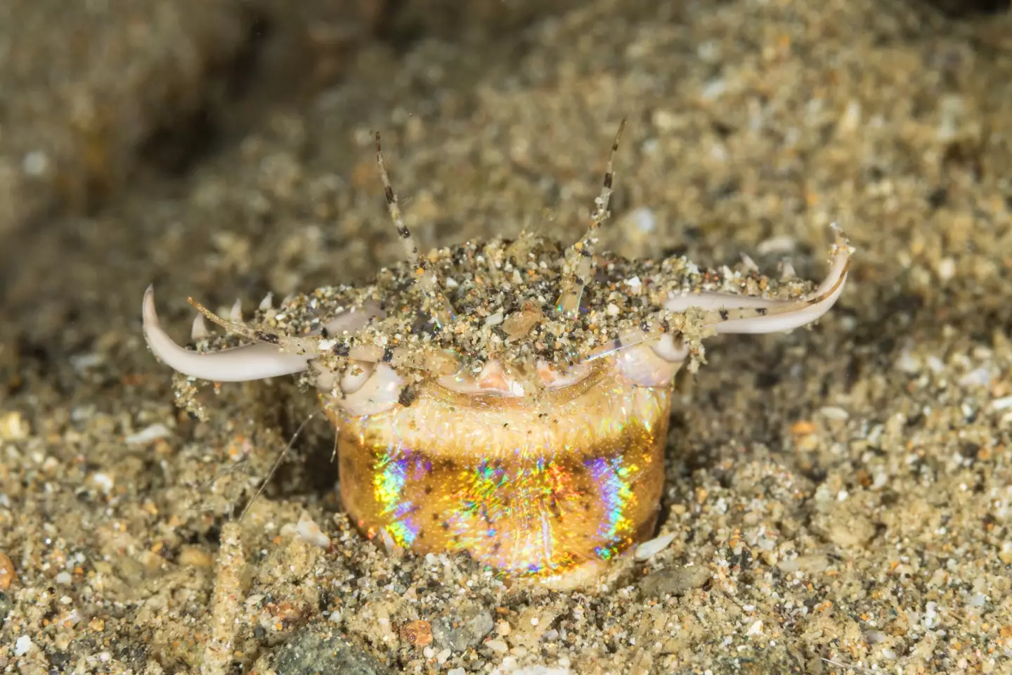 The terrifying sea creatures have no eyes and rely on their antennae to detect prey.