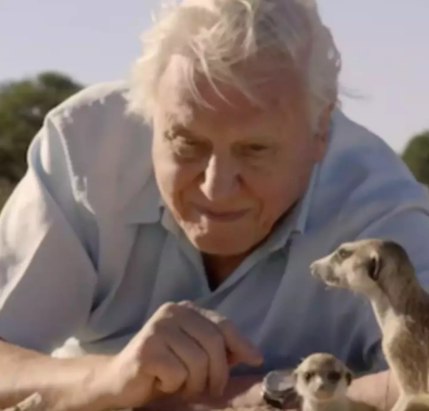David Attenborough will be back with a new series this Autumn.