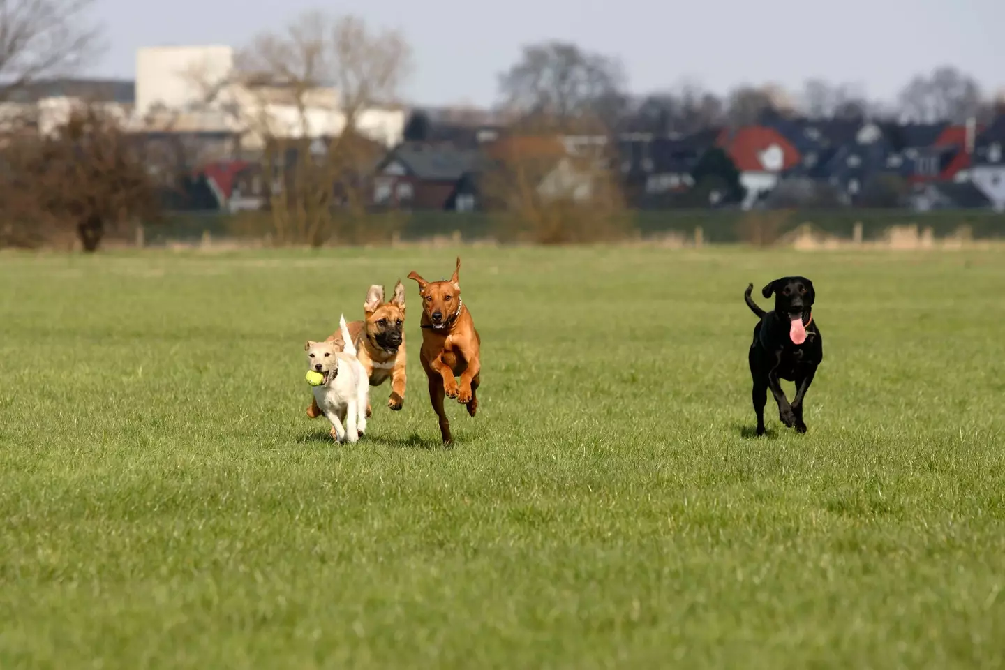 The collars have been branded ‘cruel and unnecessary’.