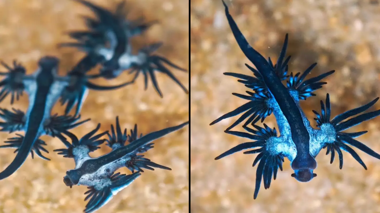 Hundreds of venomous deep sea creatures have mysteriously washed up on a beach
