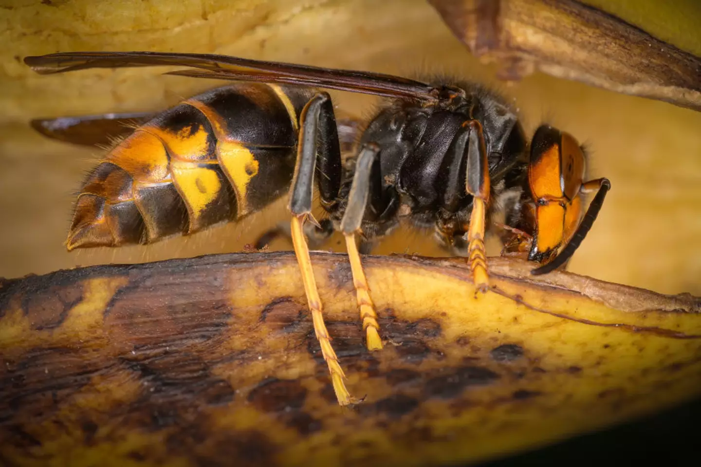 Asian Hornets are identifiable by the yellow ends to their legs (Jonathan Raa/NurPhoto via Getty Images)