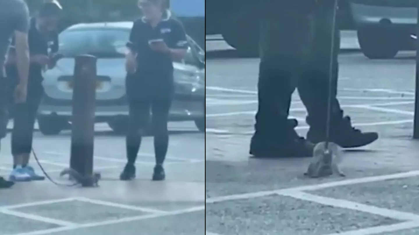 Man Seen Taking Squirrel For A Walk On Lead Outside Tesco