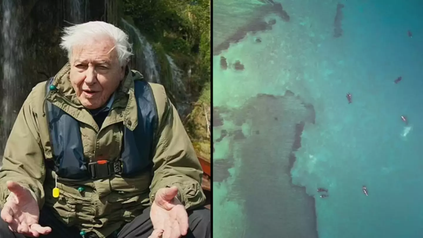 David Attenborough's film crew broke one major rule after spotting huge problem filming sea lions