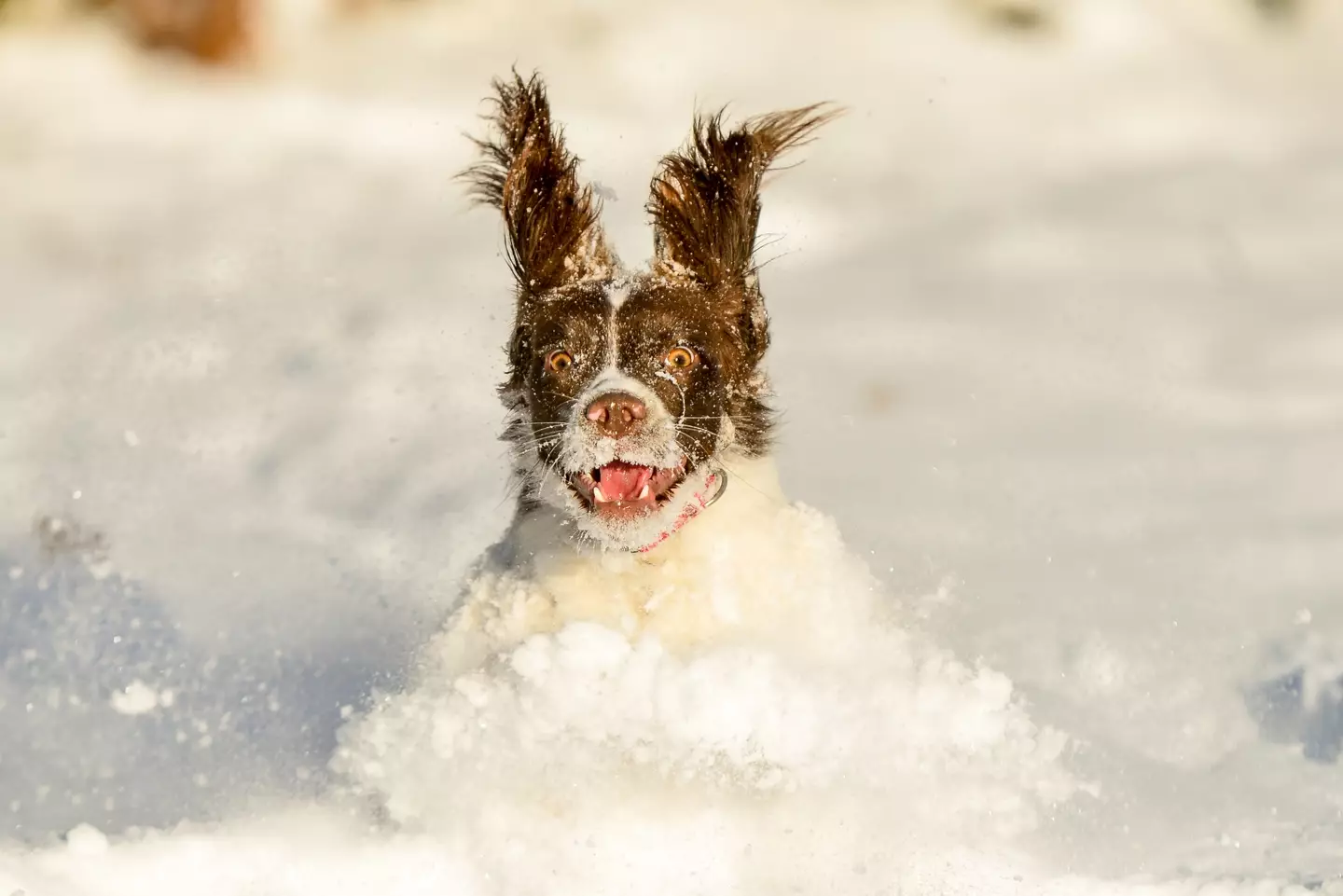This might make you think twice about walking your dog in the snow.