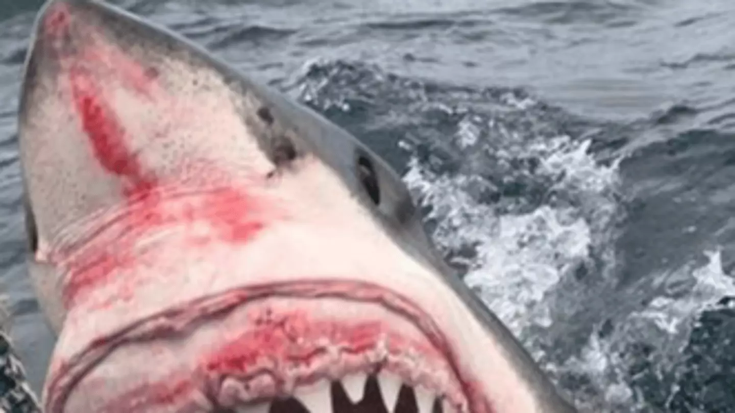 Great White Shark Attacks Boat Great White Shark Attacks Fishing Boat Great White Shark Attacks Boat Great White Shark Attacks Fishing Boat