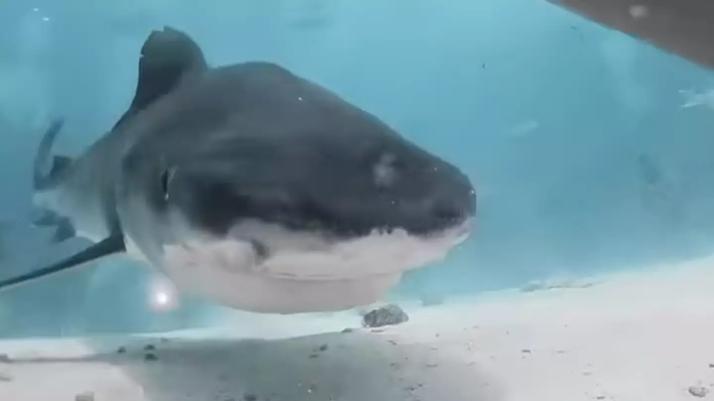 Man shares terrifying footage of what it would feel like to be eaten by shark after one swallowed his camera
