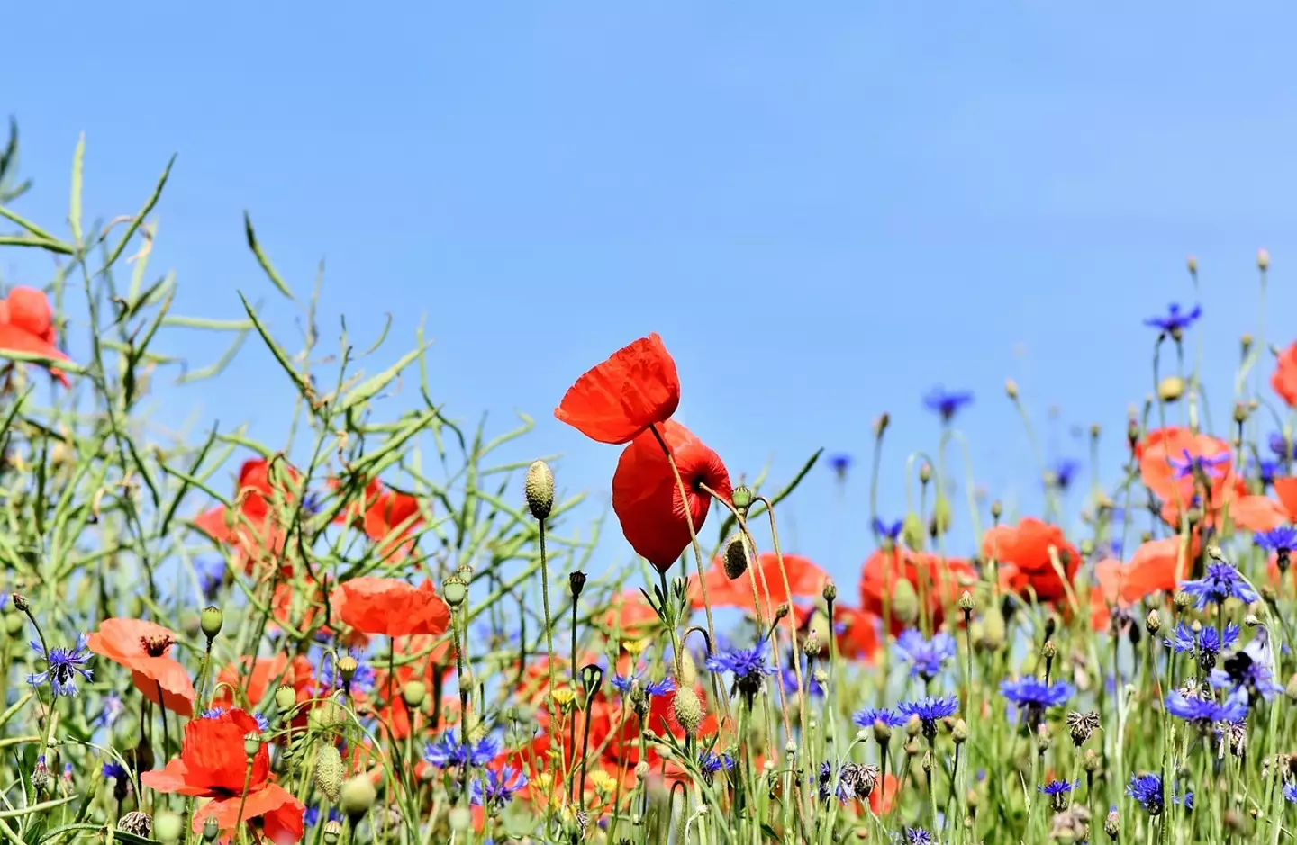 Scott was taken to a field of wildflowers.