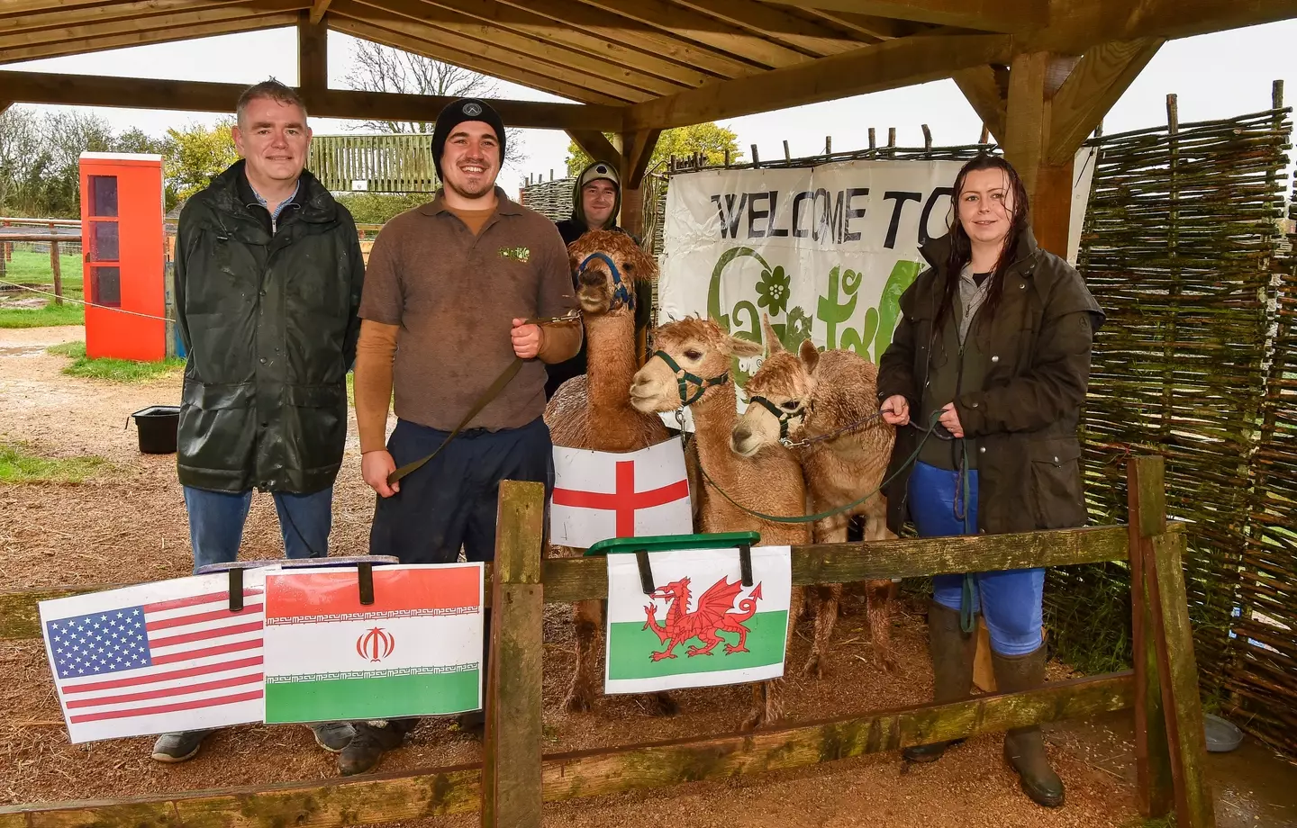 Move over Lawro, the psychic alpaca is here to make predictions.