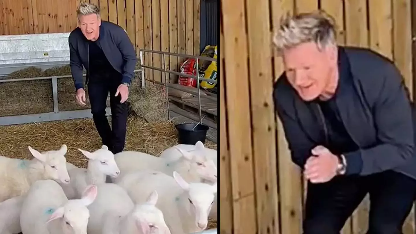 Peta Calls On Gordon Ramsay's Kids To Disown Him After TikTok Video