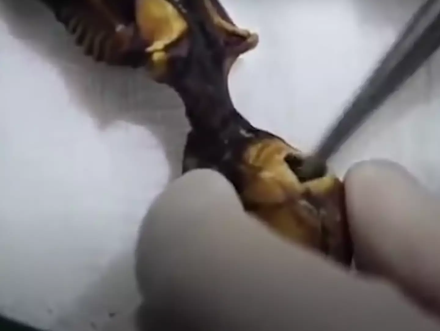 The researcher confirmed the truth behind the bizarre discovery.