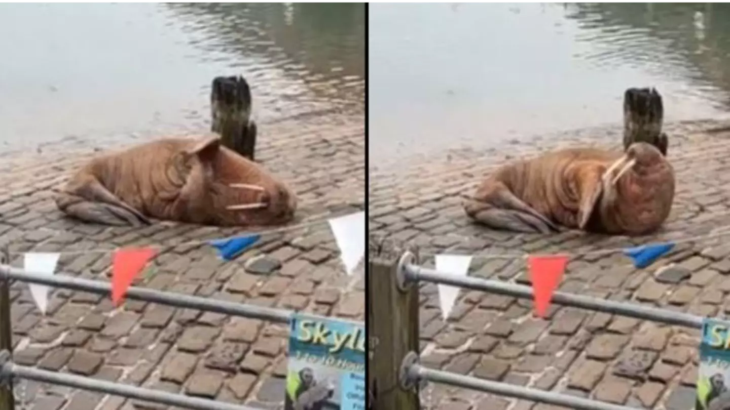 New Year’s Eve display forced to be cancelled due to walrus on harbour
