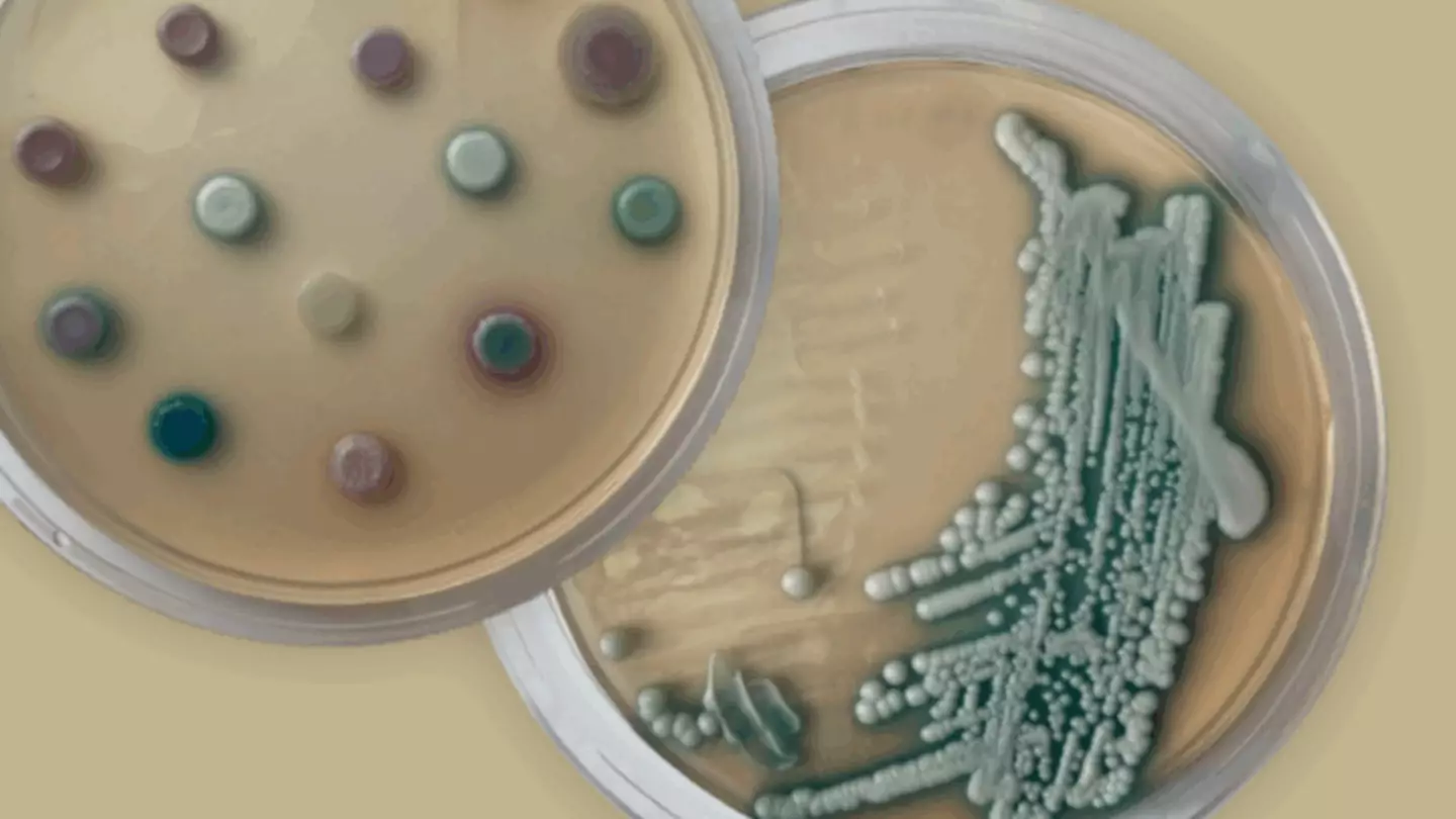 Brits warned about ‘concerning’ fungus labelled a ‘serious threat to humanity’