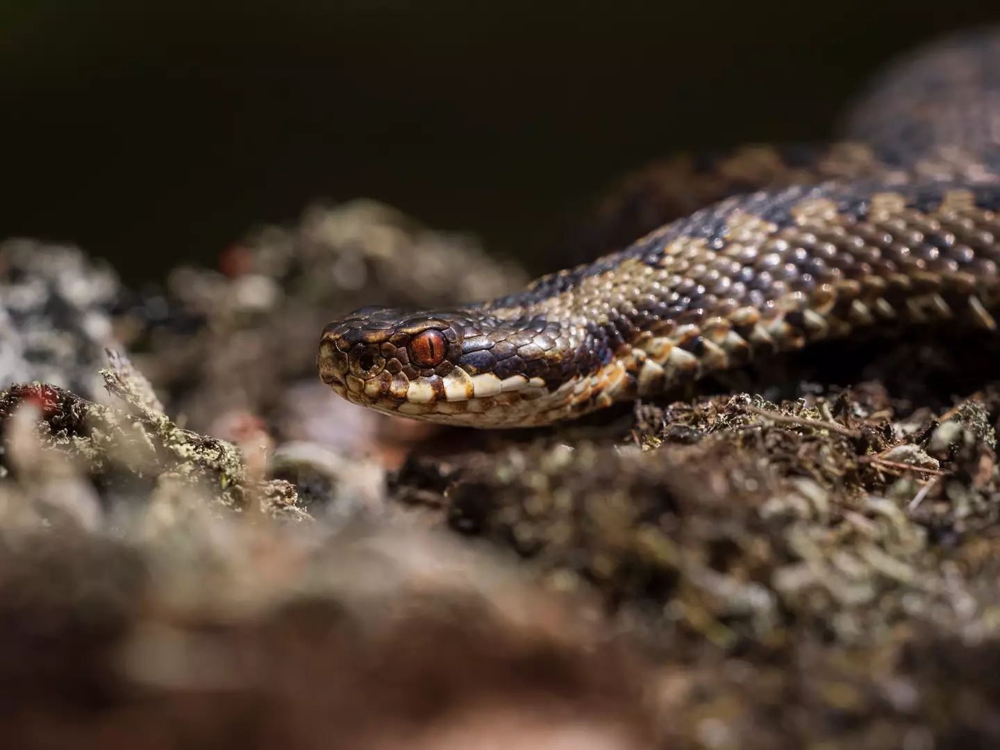 Britain's only venomous snake can be spotted thanks to their red eyes and distinctive scales (Getty Stock Photo)