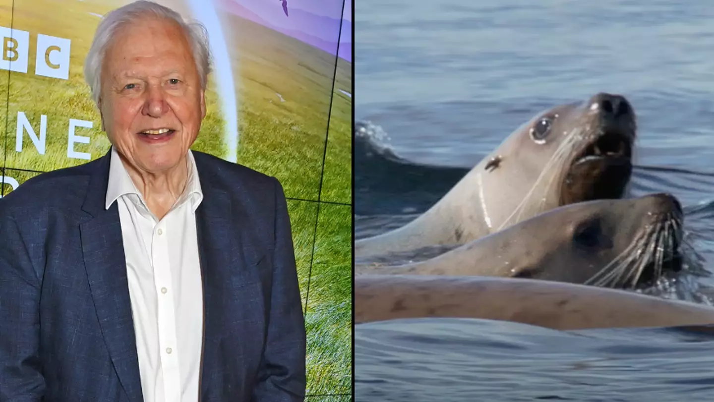 David Attenborough film crew broke big rule after spotting problem filming sea lions