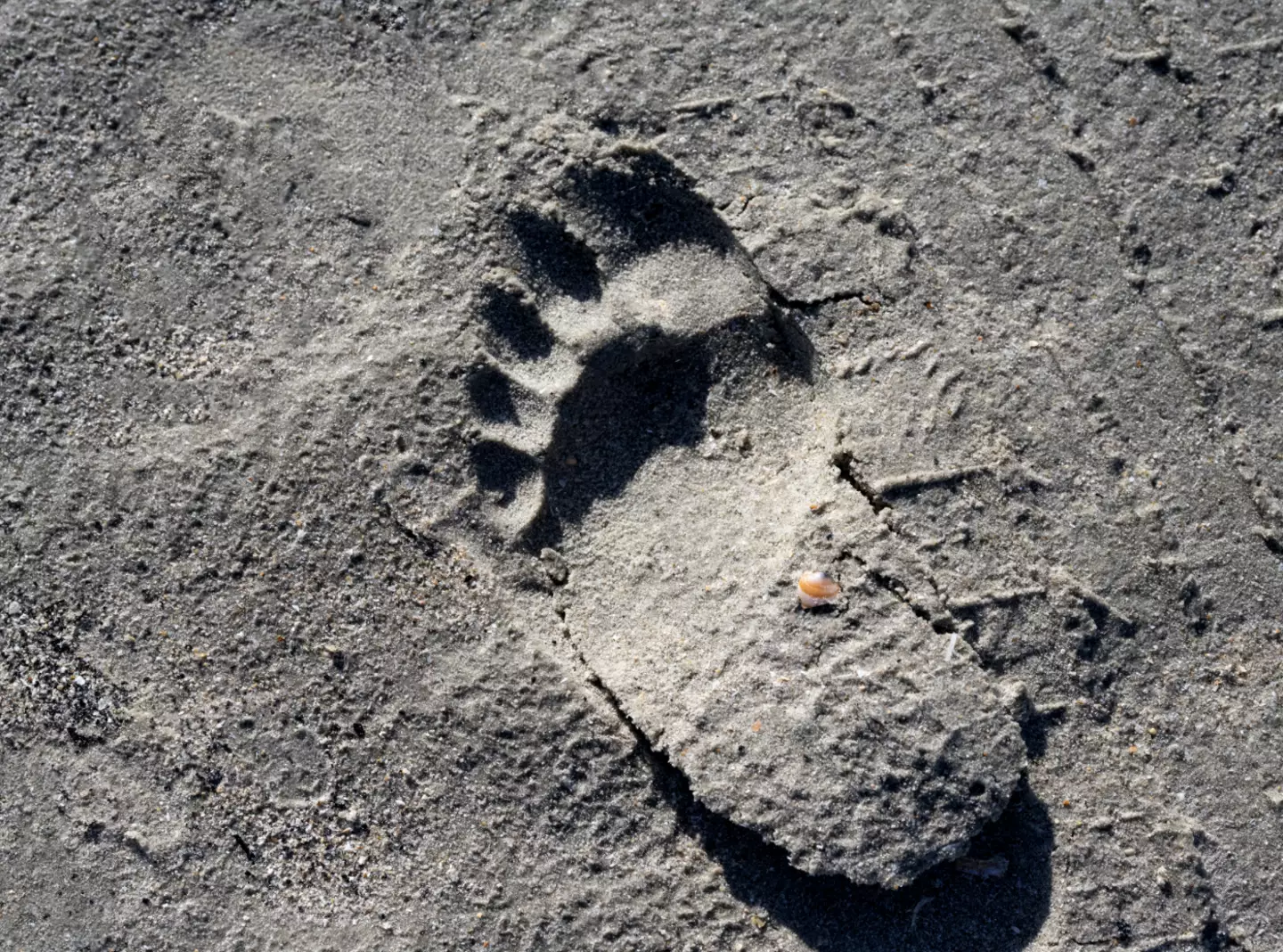 Man claims to have spoken to 'Bigfoot' and says the conversation filled him with 'doom' 2 Bigfoot by name, big footprint by nature. (Getty Stock Photo)
