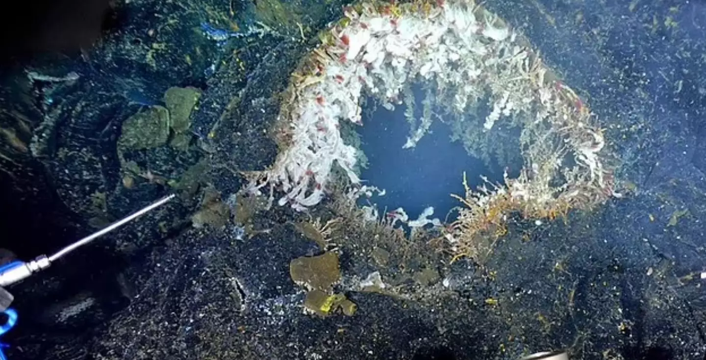 The underwater volcano could blow 'any day now', experts say (Schmidt Ocean Institute)