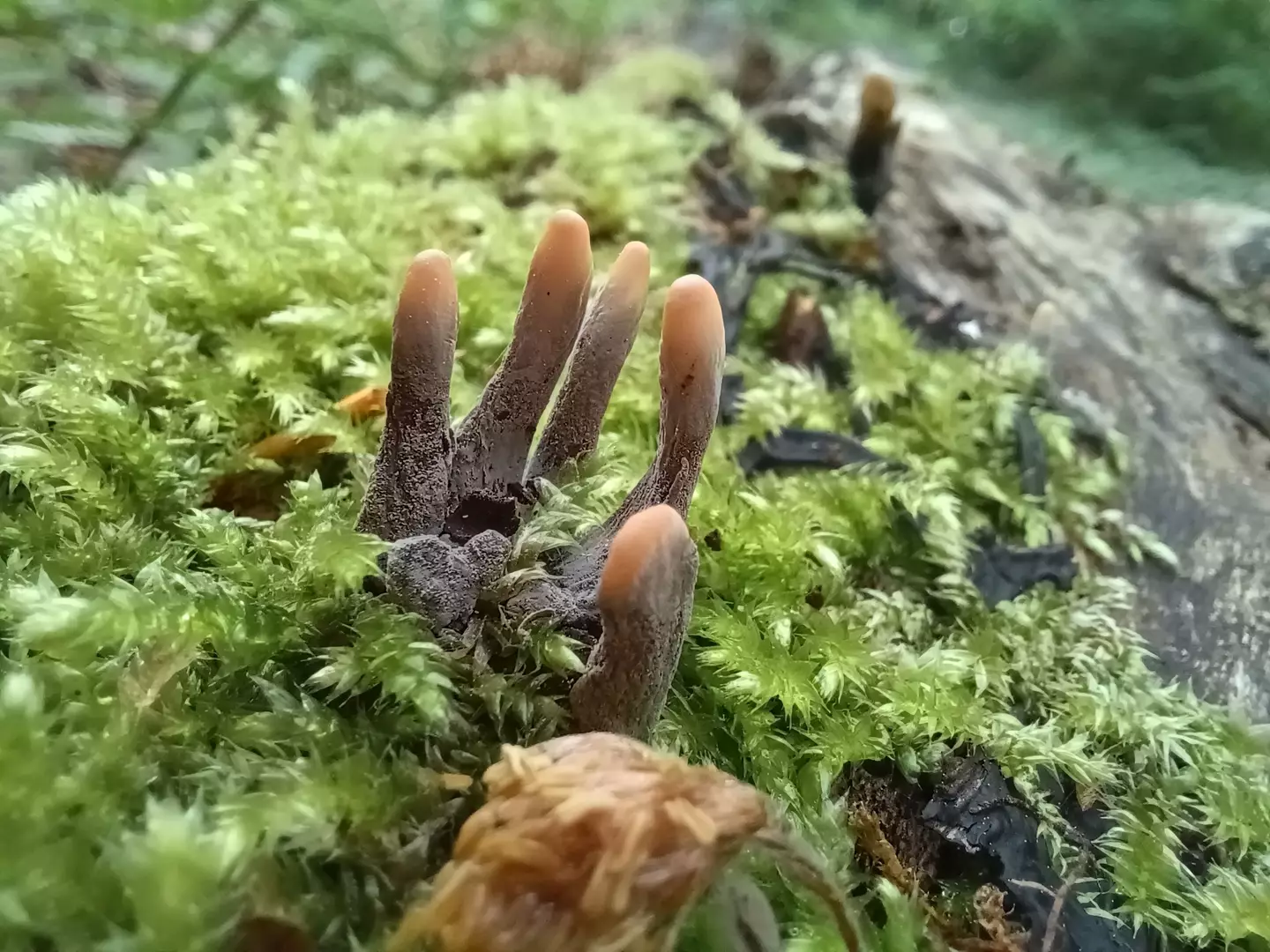 The 'zombie' mushroom-shaped hand was spotted in Wales.