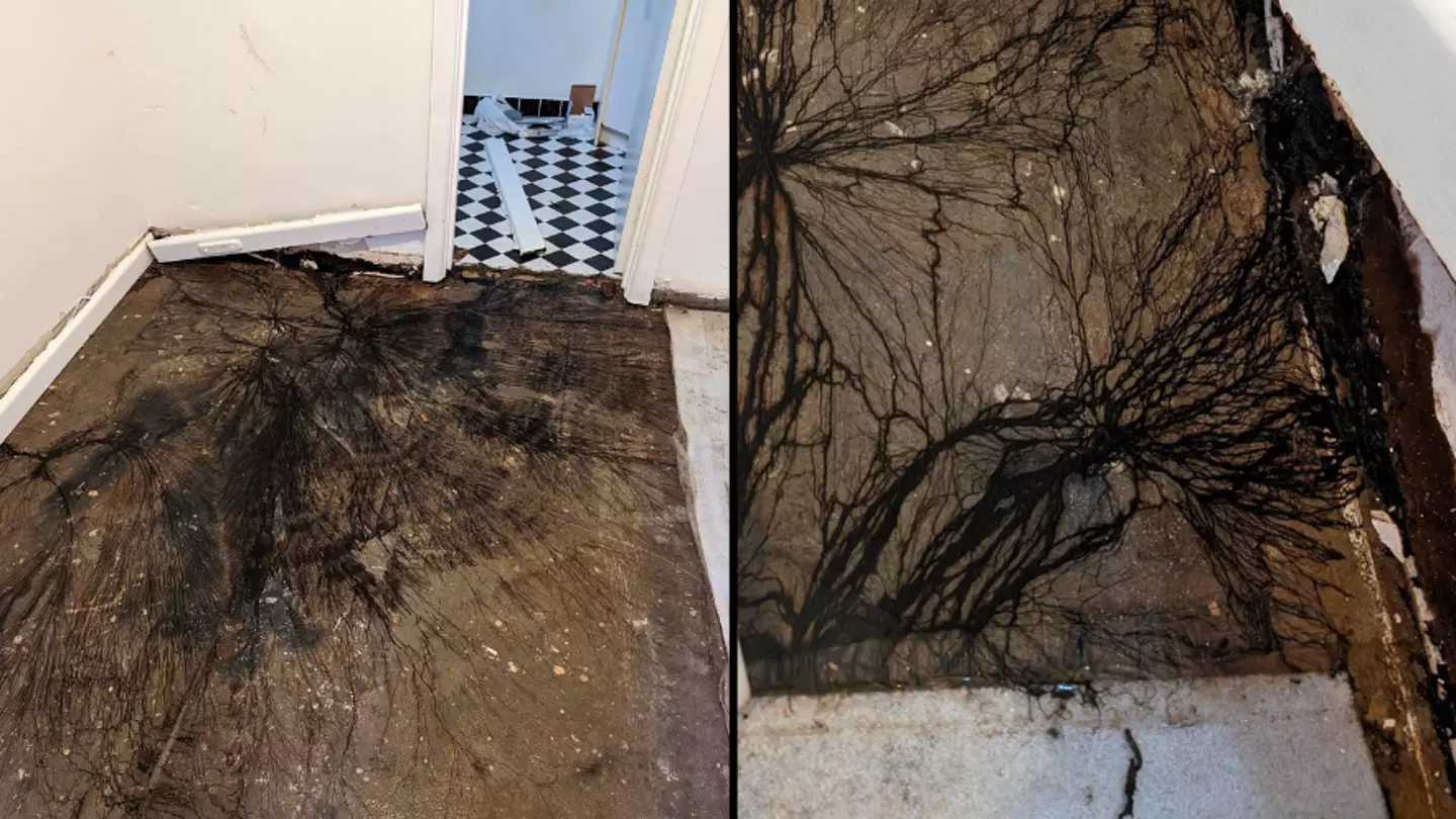 Homeowner leaves people 'terrified' after finding disturbing black growth underneath floorboards