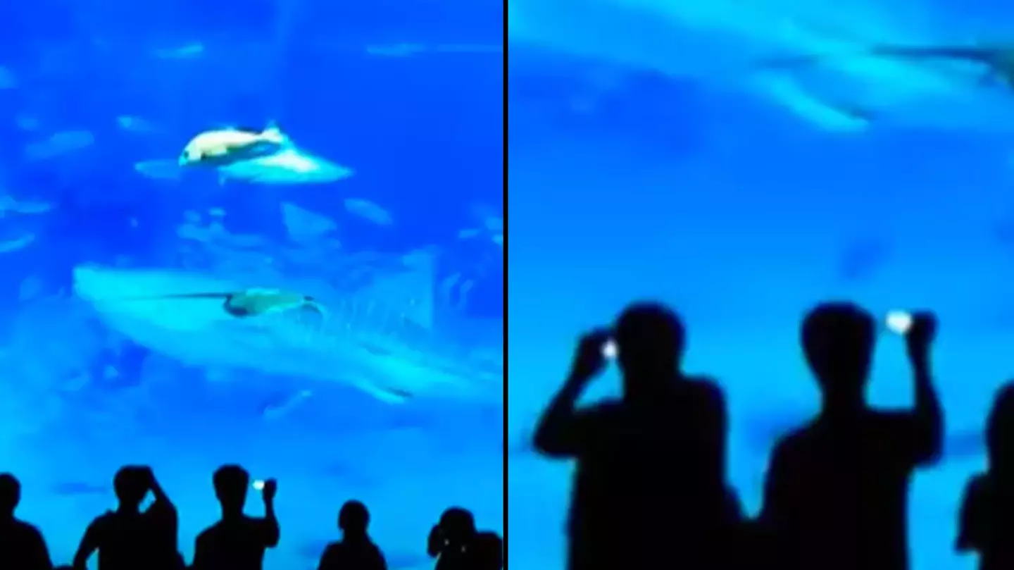 People given camera flash warning after massive fish was filmed 'killing itself' in aquarium