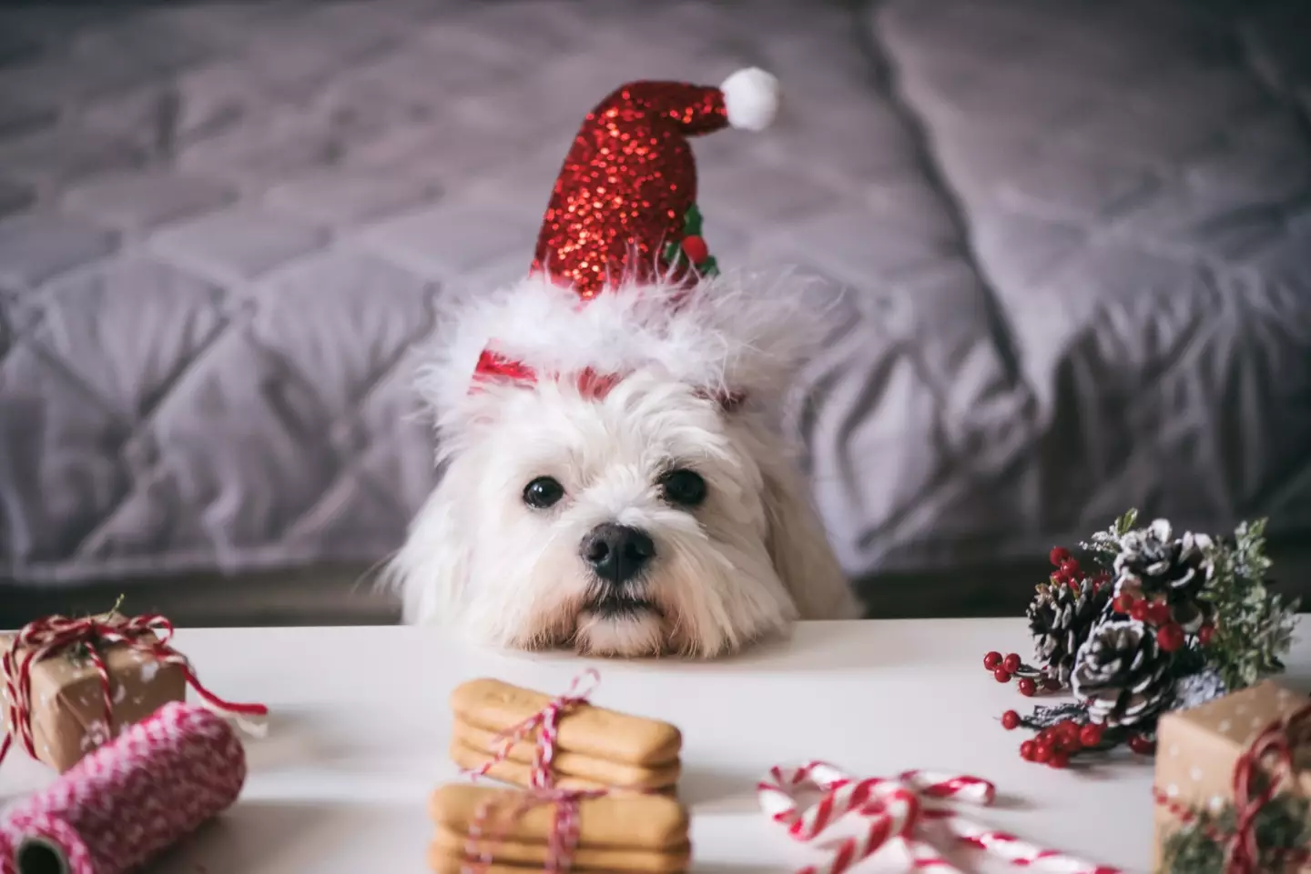 Edible decorations can be fatal to your dog.
