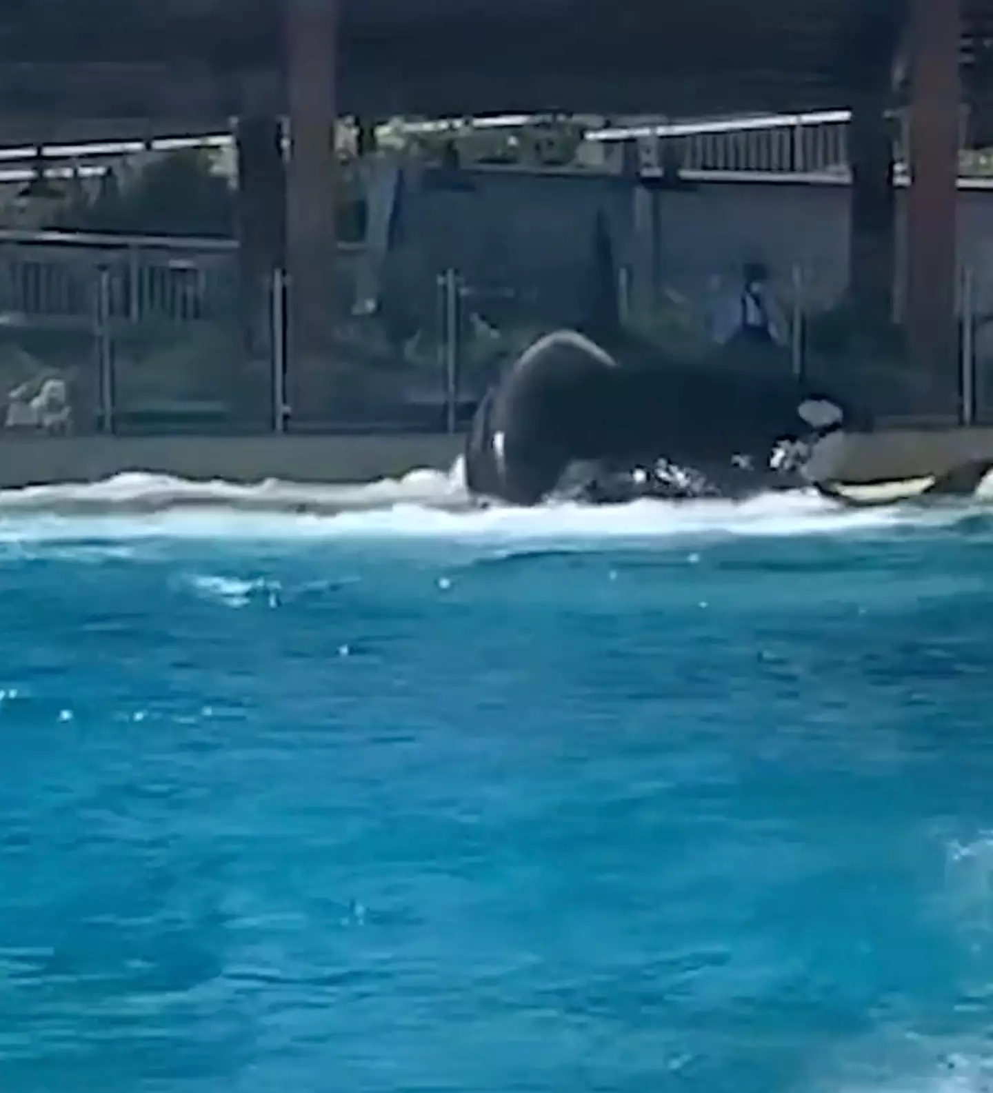 Orcas were seen fighting at SeaWorld.