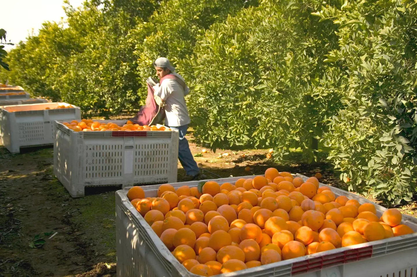 An orange farm.