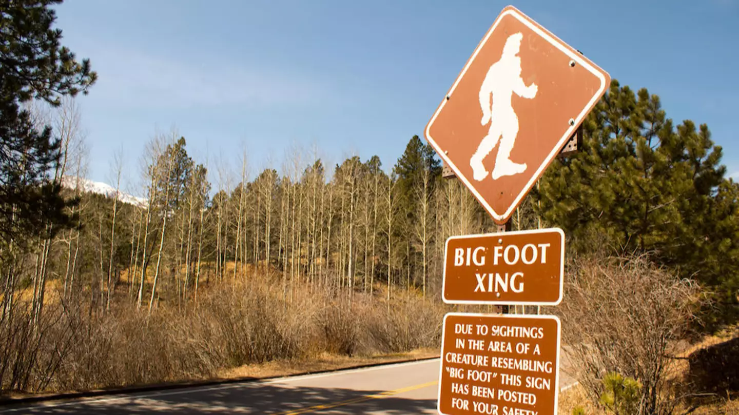 New 'Bigfoot Sighting' Leaves Expert Admitting 'It Could Be Real'