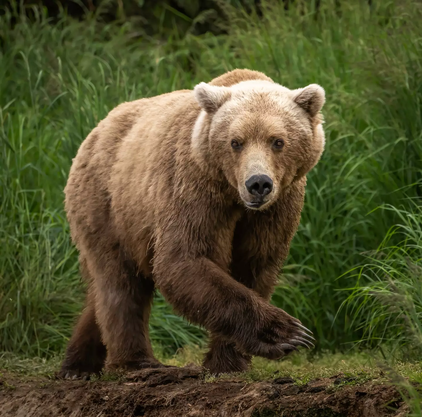 Timothy was nicknamed the ‘Grizzly Man’ due to his love of bears. (Laura Hedien/Getty Images)