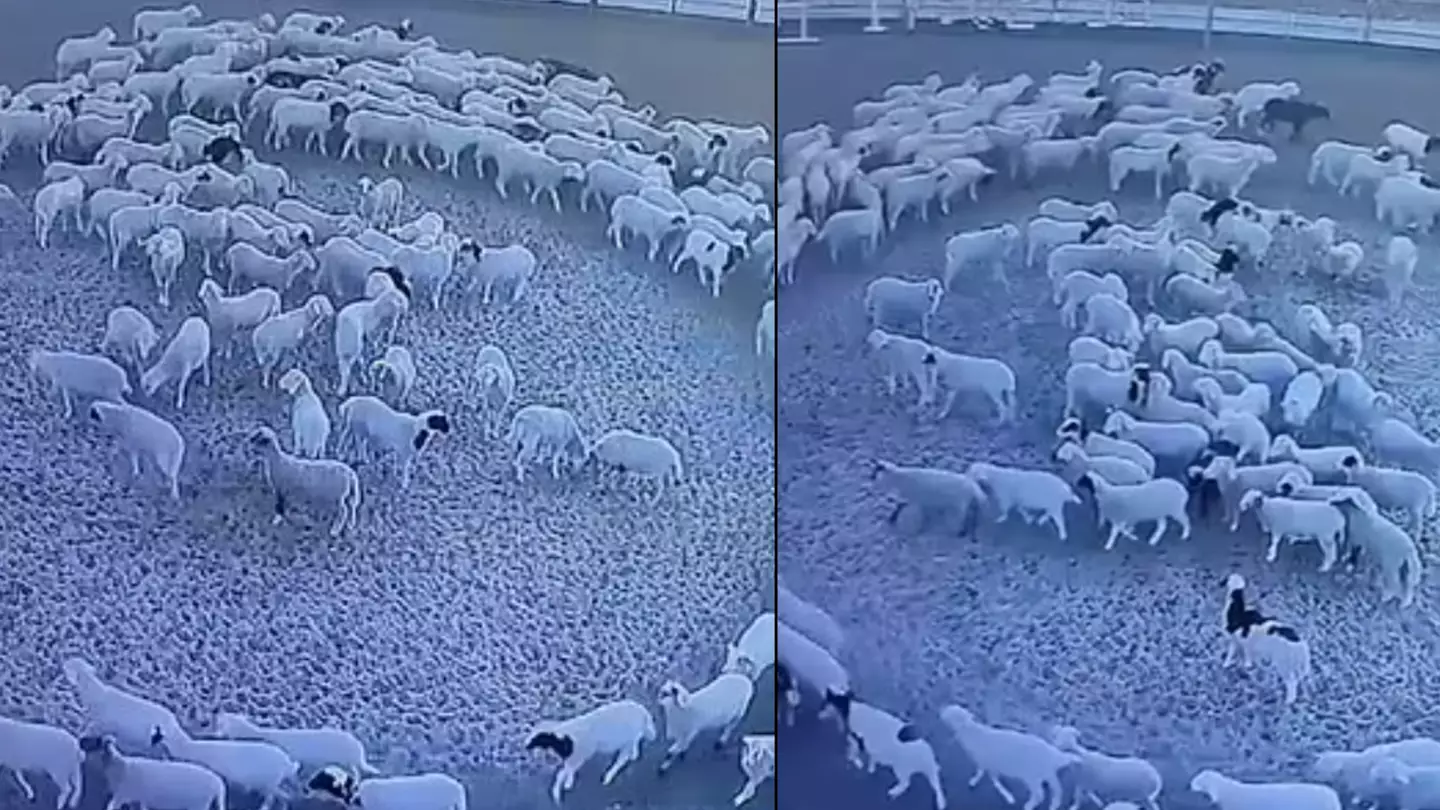 Mystery as sheep walk around around in continuous circle for '12 days without stopping'