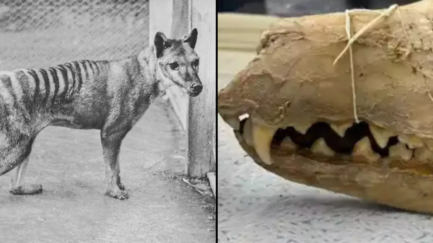 HUM Images/Universal Images Group via Getty Images / Andrew Pask/University of Melbourne and Museums Victoria