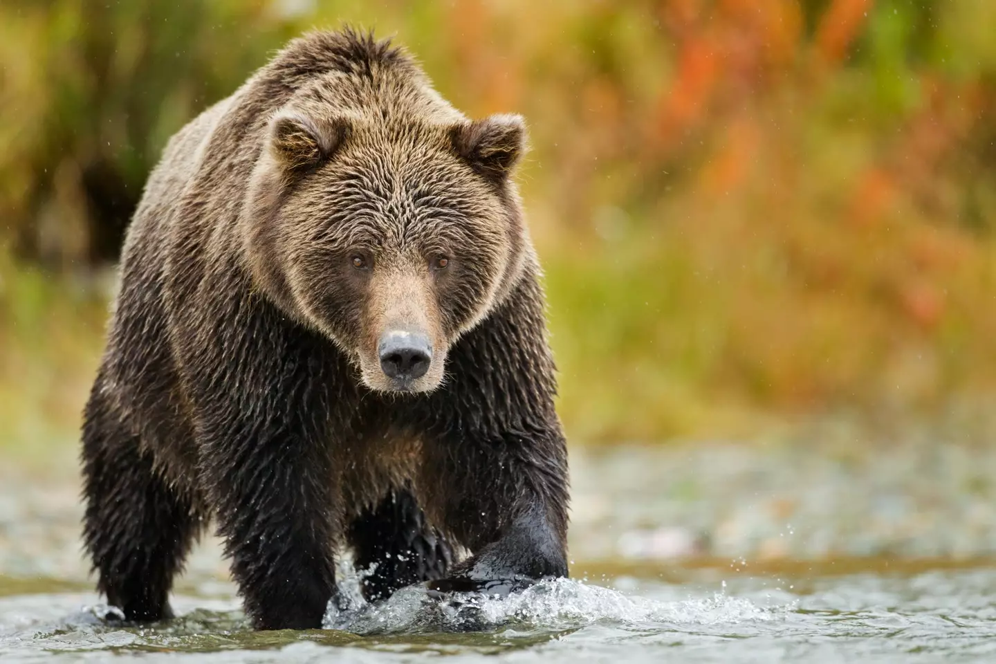 A bear in Katmai National Park.  (Getty stock photo)